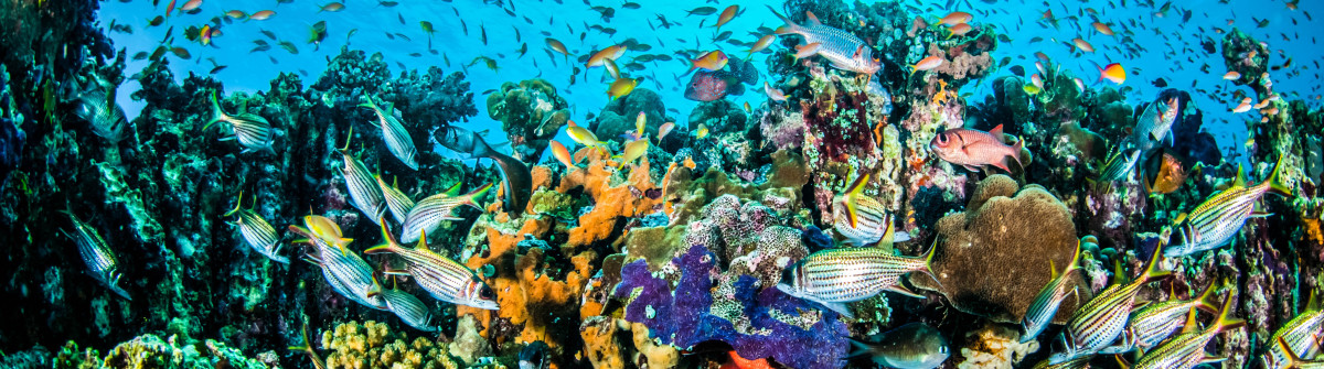 Various coral fishes, Gili, Lombok, Nusa Tenggara Barat, Indonesia underwater