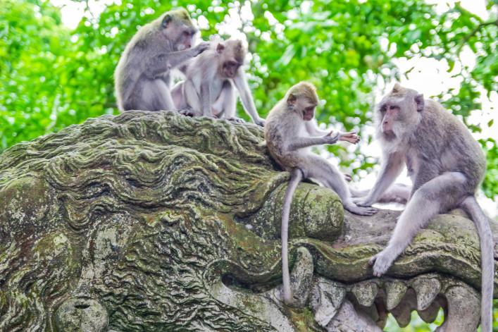 Apen zitten bovenop de tempel in Monkey Forest