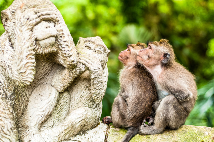 Aapjes bekijken hun stenen evenbeeld in het Monkey Forest op Bali