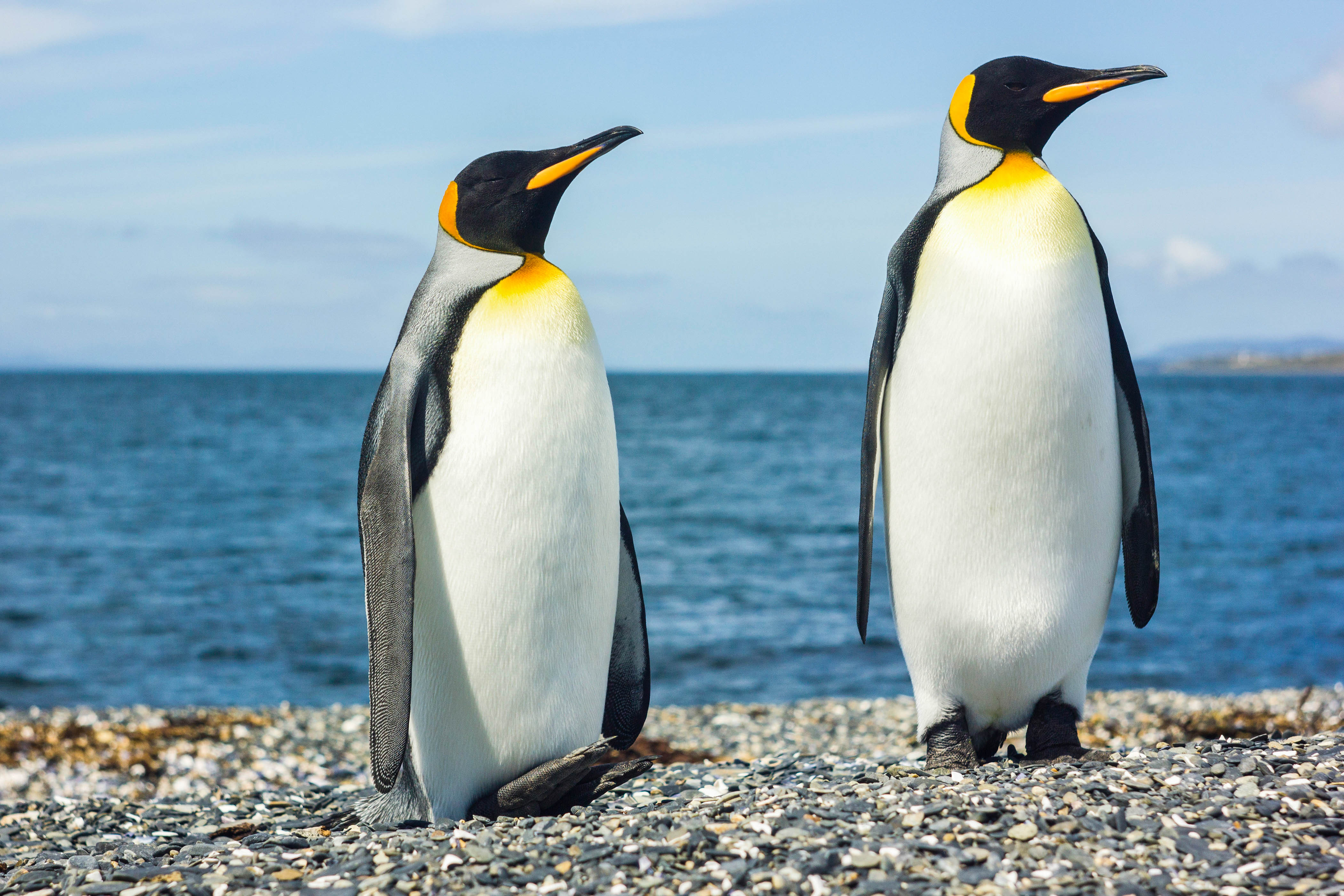 Pinguïns een bezoekje brengen in de wildernis