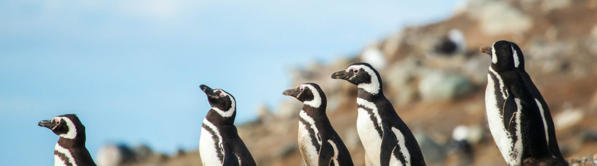 pinguïns