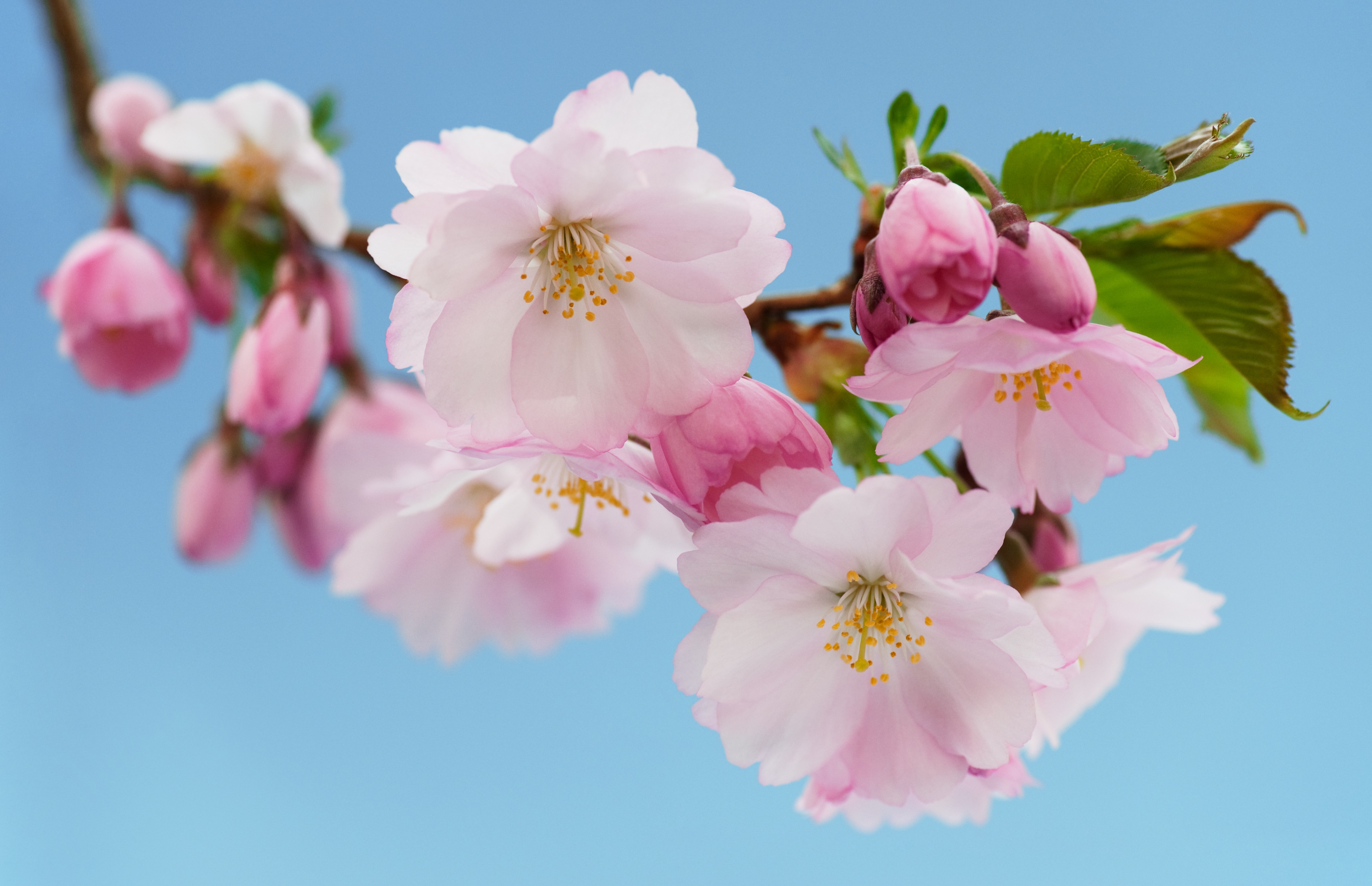 nood Memo kreupel Prachtig kersenbloesem in Japan | Holidayguru.nl