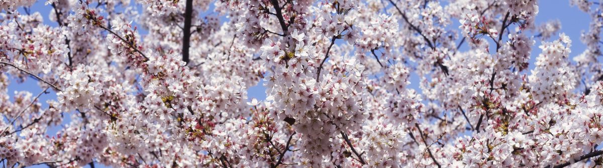 Cherry Blossom in blue sky