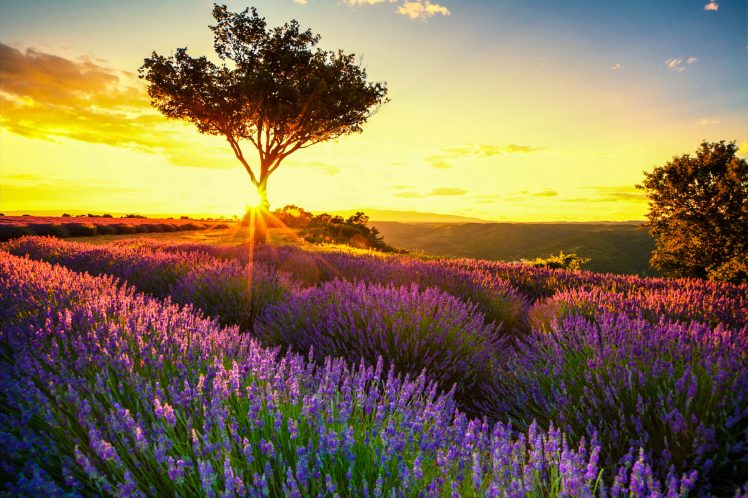 Lavendel in de Provence