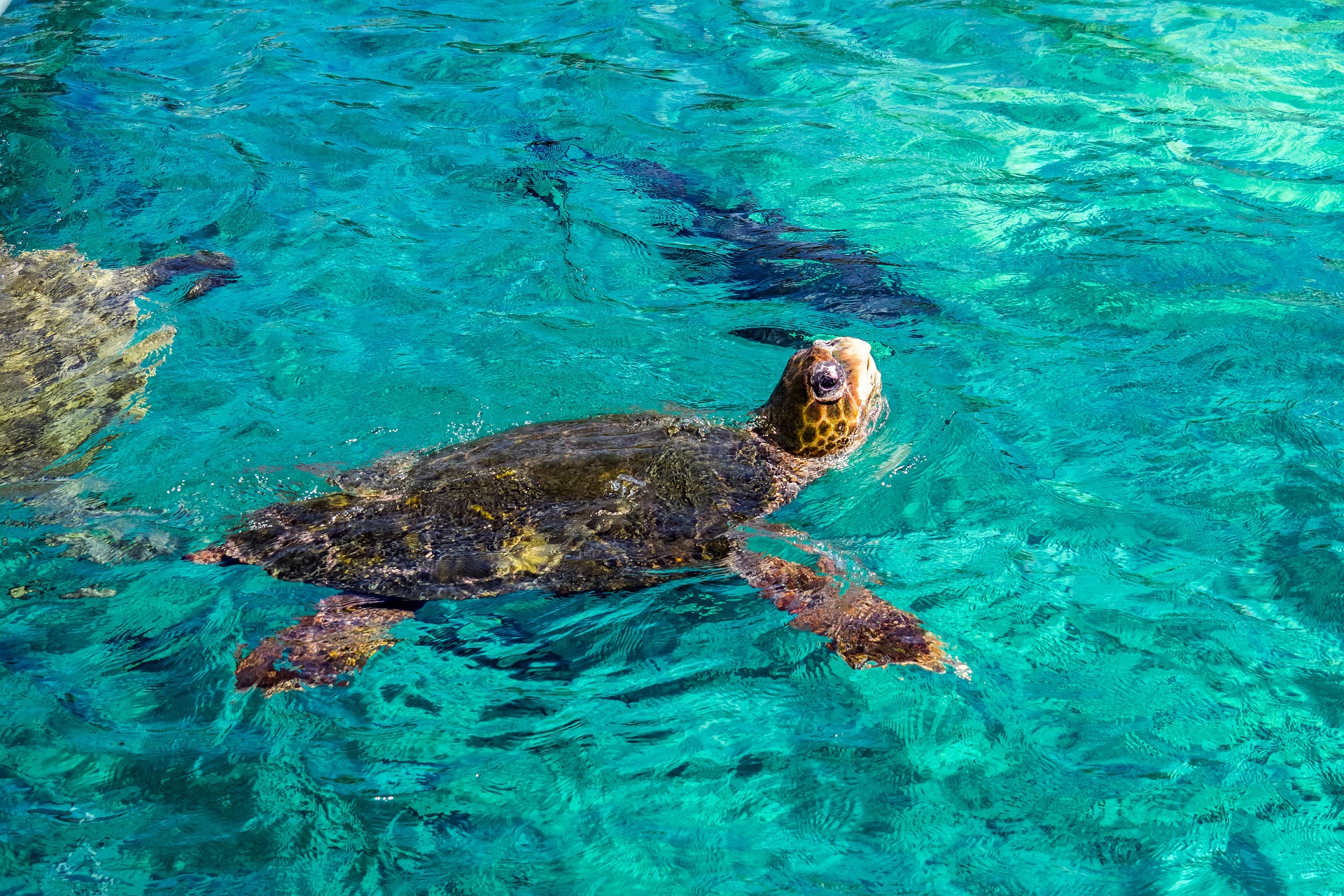 Schildpad op Curacao