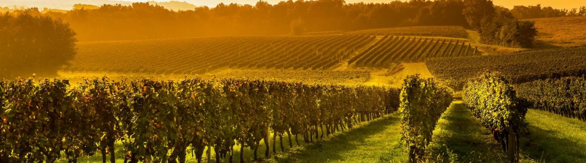 Wijngaarden rond Bordeaux