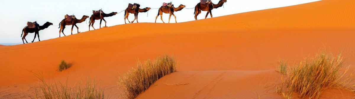 Kamelen rond Erg Chebbi in Marokko