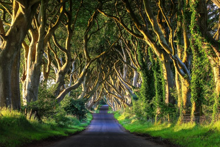 Game of Thrones Noord-Ierland - de Dark Hedges