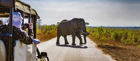 African Safari by S.D.C.