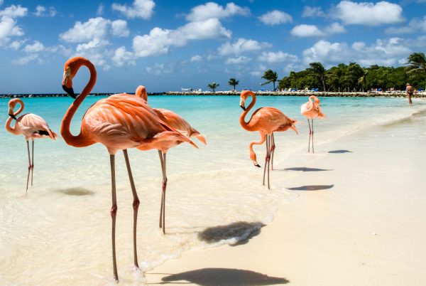 vakantie aruba vakantie aruba