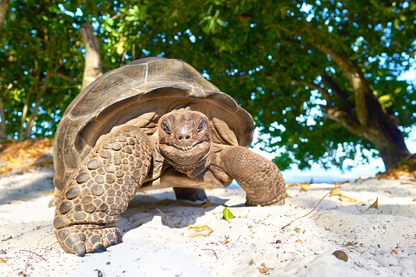 Een reuzenschildpad op de Seychellen