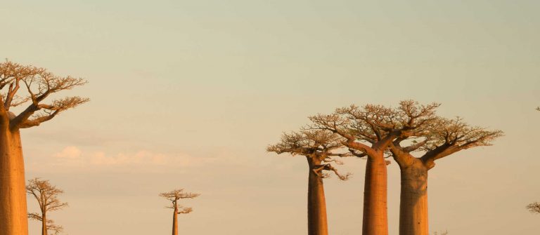 Beste reistijd Madagaskar