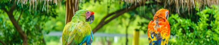 papegaaien op jamaica