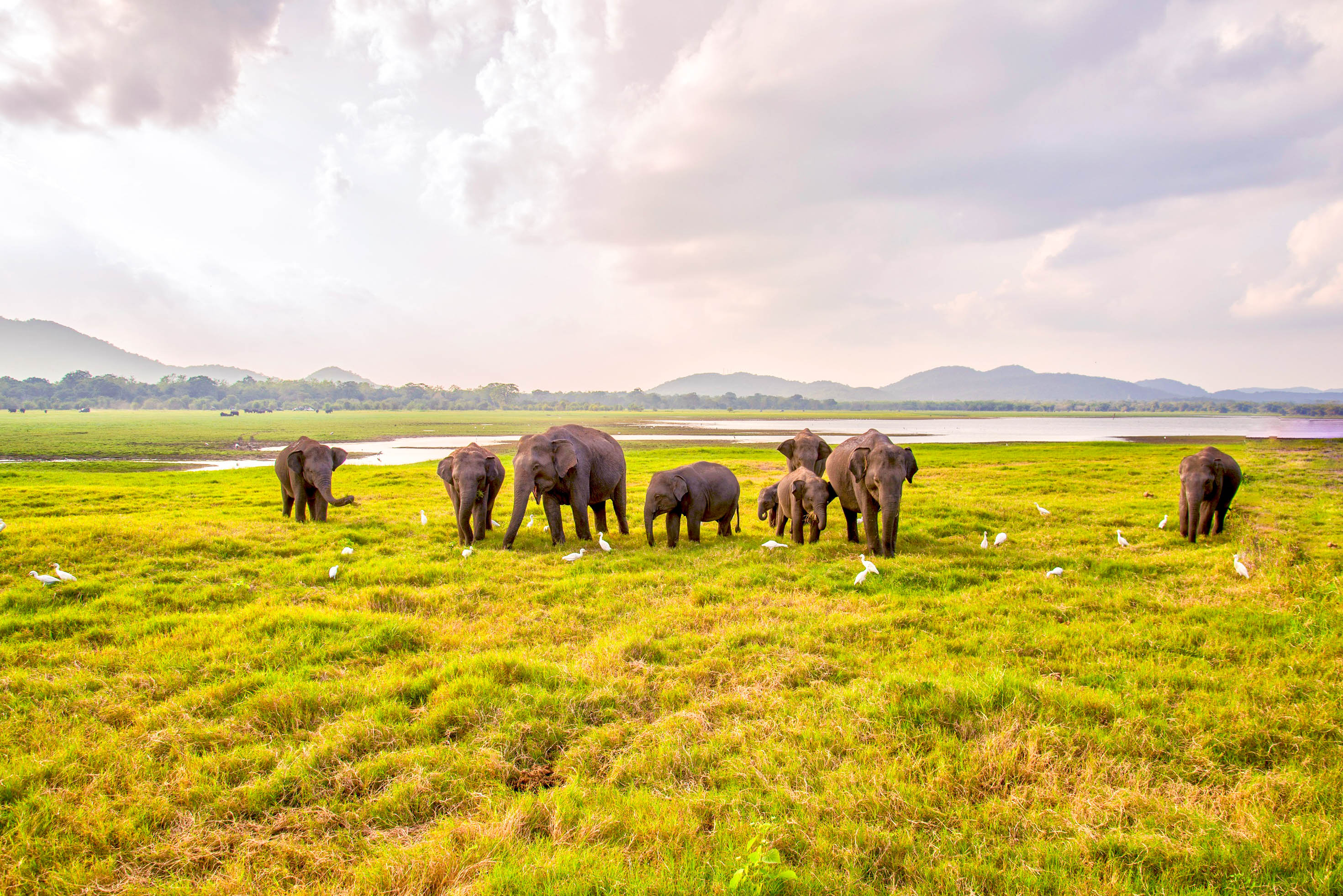 olifanten in Yala National Park