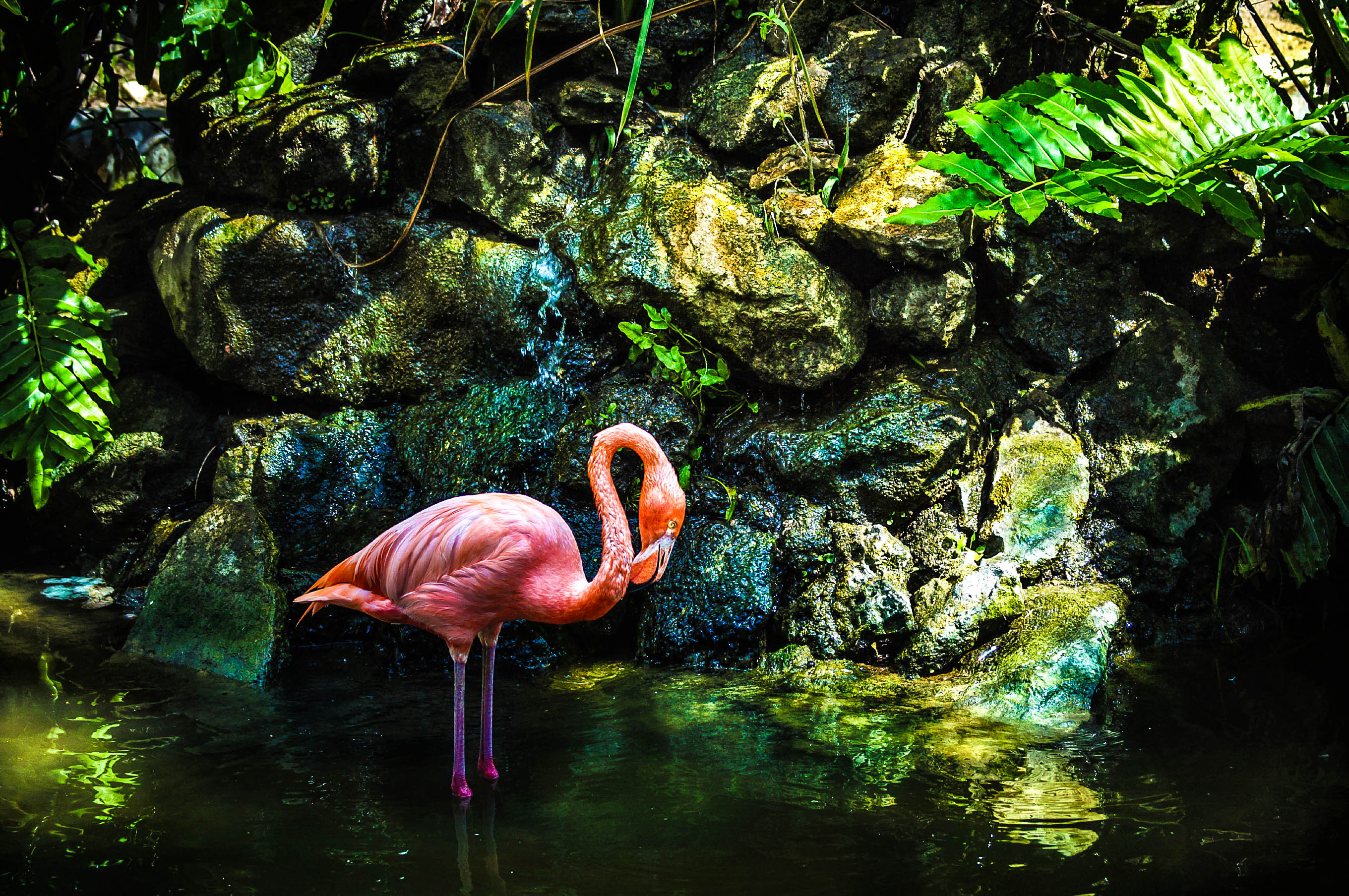 Pink flamingo 