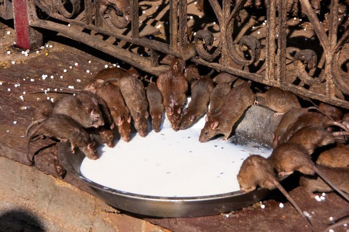 Ratten drinken melk in de rattentempel