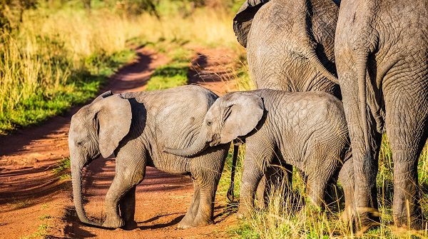 Afrikaanse olifanten in de Serengeti