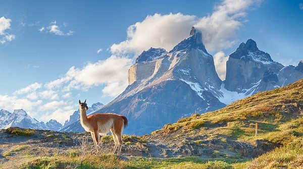 Alpaca in Chileens patagonie