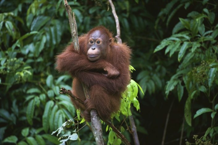 Wildlife in Sabah | Holidayguru.nl