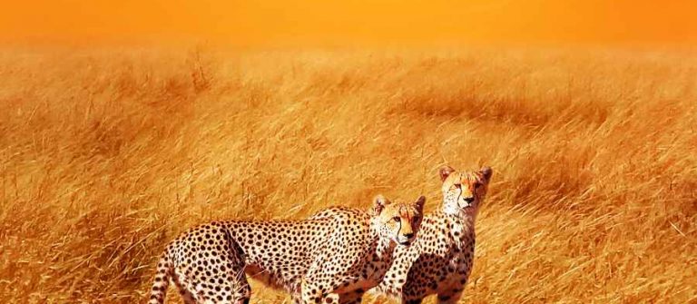 Cheetahs in de Serengeti