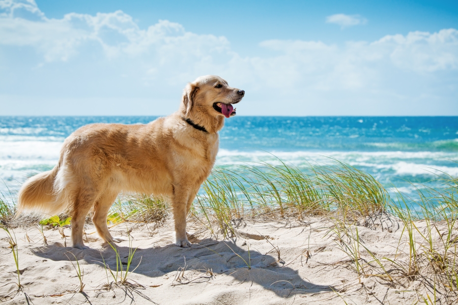 deze stranden Nederland is jouw hond welkom