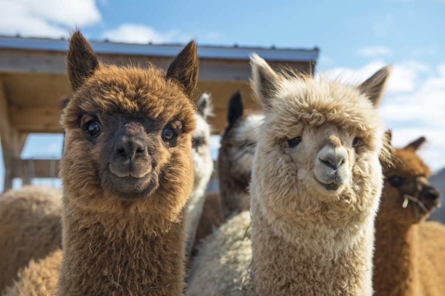 aanpassen Zes warm 10x De leukste alpaca overnachtingen | Holidayguru.nl